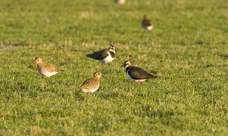 Pluvialis apricaria Eur. Golden Plover Goudplevier